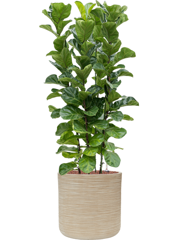 Ficus lyrata 'Bambino' en Baq Dune