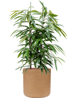 Ficus binnendijkii 'Amstel King' en Baq Dune