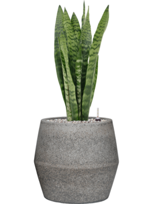 Sansevieria zeylanica en Cement & Stone
