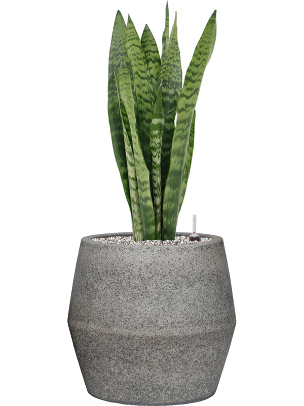 Sansevieria zeylanica en Cement & Stone, Pottery Pots