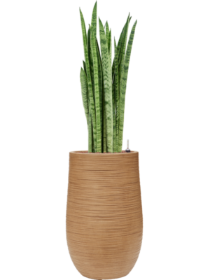 Sansevieria zeylanica 'Narrow' en Baq Dune