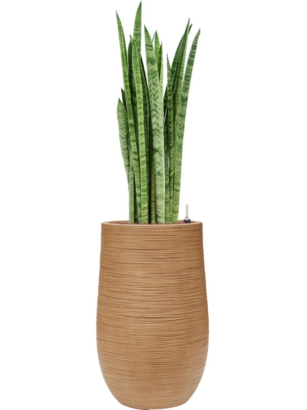 Sansevieria zeylanica 'Narrow' en Baq Dune