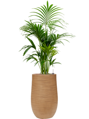 Kentia (Howea) forsteriana en Baq Dune