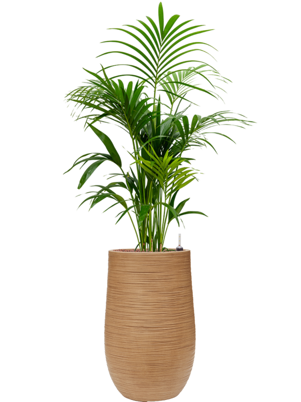 Kentia (Howea) forsteriana en Baq Dune