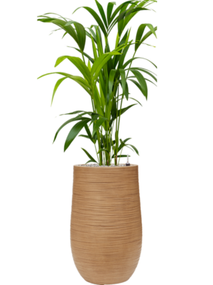 Kentia (Howea) forsteriana en Baq Dune