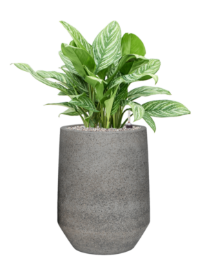 Aglaonema 'Stripes' en Cement & Stone