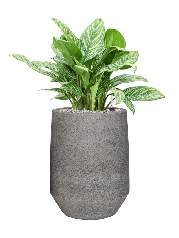 Aglaonema 'Stripes' en Cement & Stone, Pottery Pots