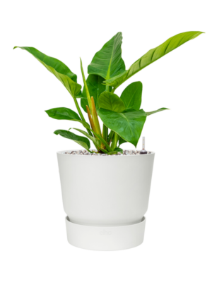 Philodendron `Imperial Green' en Greenville