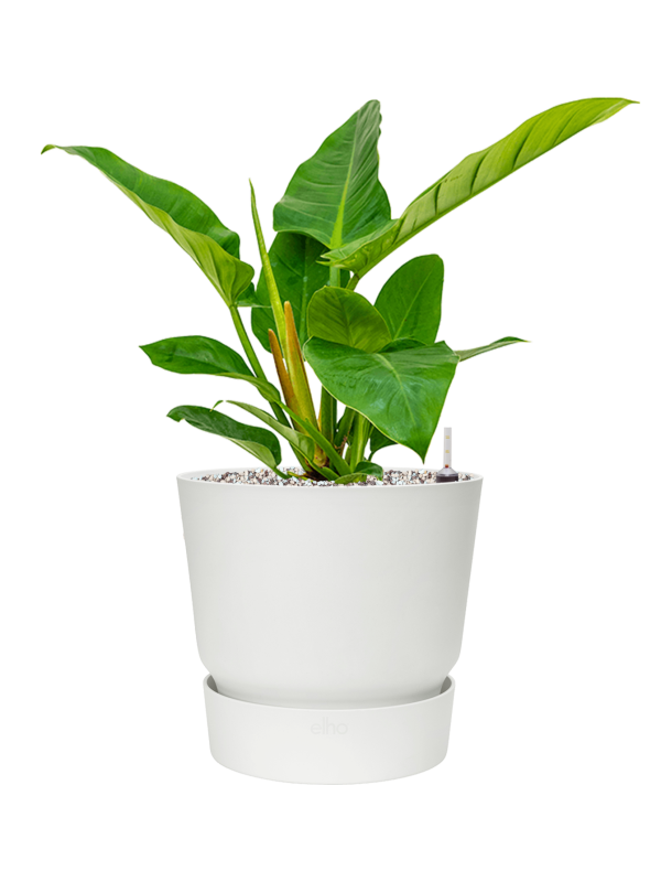 Philodendron `Imperial Green' en Greenville, Elho