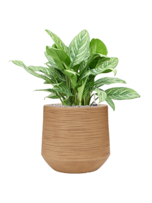 Aglaonema 'Stripes' en Baq Dune
