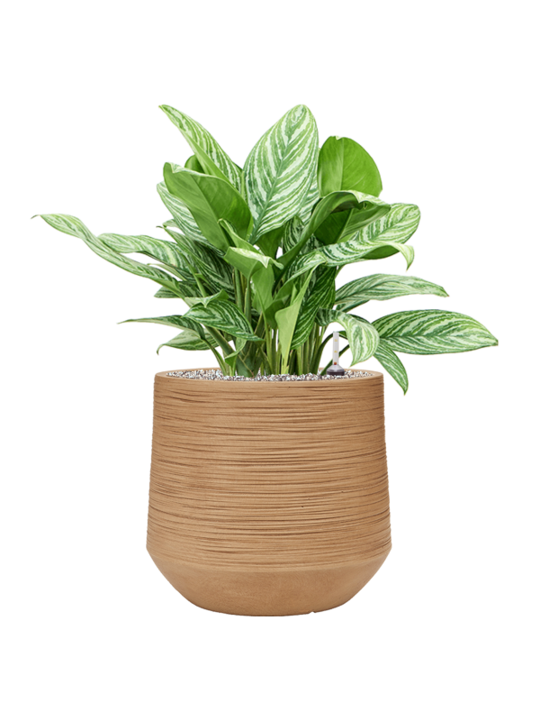 Aglaonema 'Stripes' en Baq Dune