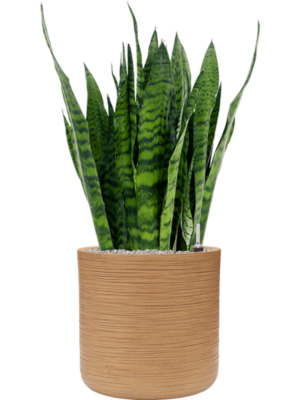 Sansevieria zeylanica en Baq Dune