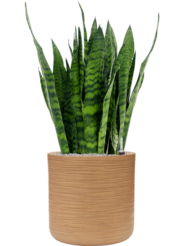 Sansevieria zeylanica en Baq Dune