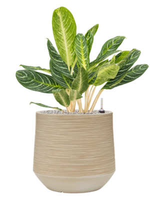 Aglaonema 'Key Lime' en Baq Dune