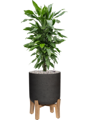 Dracaena fragrans 'Janet Lind' en Rough With Feet Low