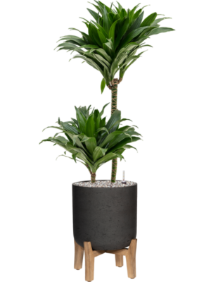 tDracaena fragrans 'Compacta' en Rough With Feet Low