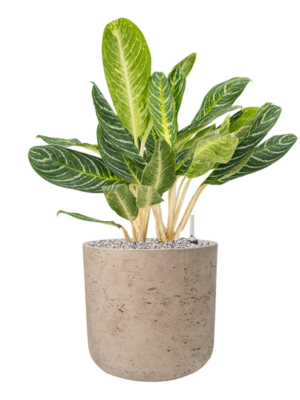 Aglaonema 'Key Lime' en Rough
