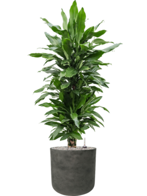 Dracaena fragrans 'Janet Lind' en Rough