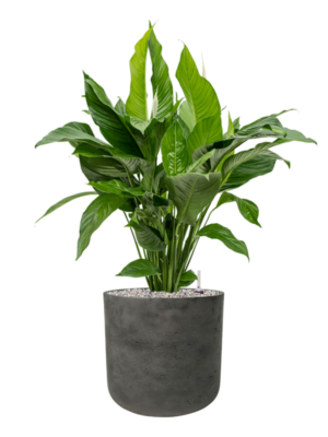 Spathiphyllum 'Sweet Lauretta' en Rough