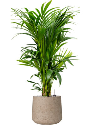 Kentia (Howea) forsteriana en Rough