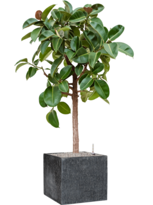 Ficus elastica 'Robusta' en Baq Raindrop
