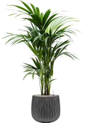 Kentia (Howea) forsteriana en Wave