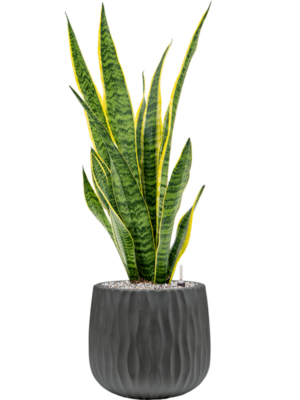 Sansevieria trifasciata 'Laurentii' en Wave