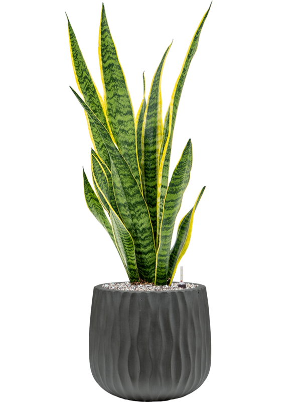 Sansevieria trifasciata 'Laurentii' en Wave, Pottery Pots