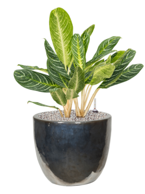 Aglaonema 'Key Lime' en Plain