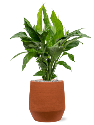 Spathiphyllum 'Sweet Lauretta' en Humus