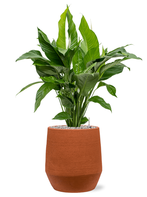 Spathiphyllum 'Sweet Lauretta' en Humus, 1240C