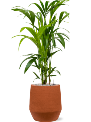 Kentia (Howea) forsteriana en Humus