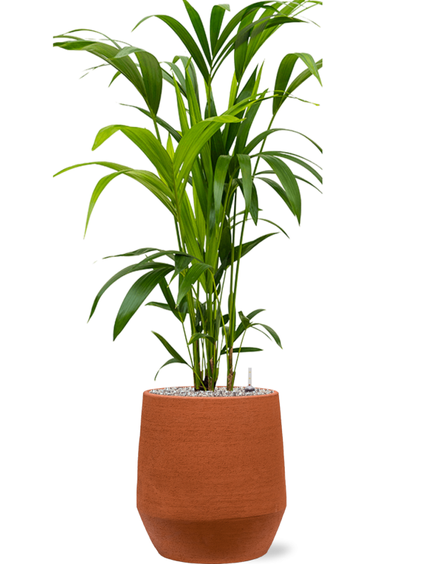 Kentia (Howea) forsteriana en Humus, 1240C