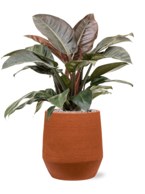 Philodendron `Imperial Red' en Humus