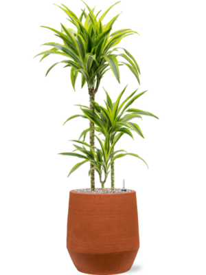 Dracaena fragrans 'Lemon Lime' en Humus