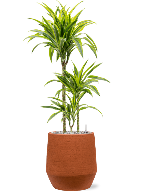 Dracaena fragrans 'Lemon Lime' en Humus, 1240C