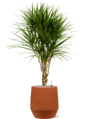 Dracaena marginata en Humus
