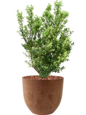 Ilex crenata 'Dark Green' en Artstone