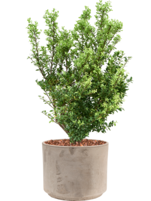 Ilex crenata 'Dark Green' en Terra Cotta