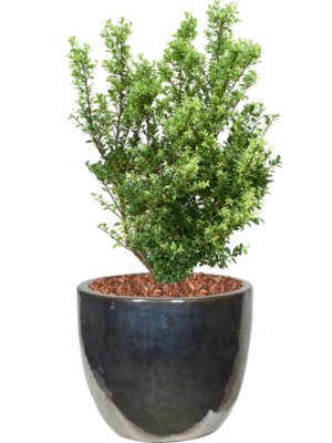 Ilex crenata 'Dark Green' en Plain