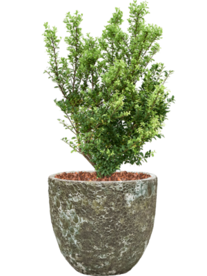Ilex crenata 'Dark Green' en Baq Lava