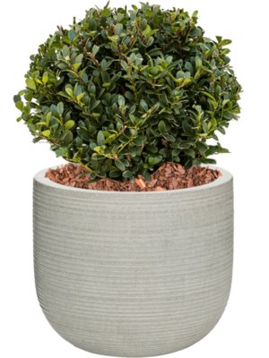 Ilex crenata 'Dark Green' en Ridged Horizontally