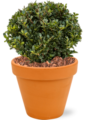 Ilex crenata 'Dark Green' en Terra Cotta