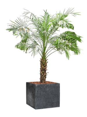 Phoenix roebelenii en Baq Raindrop