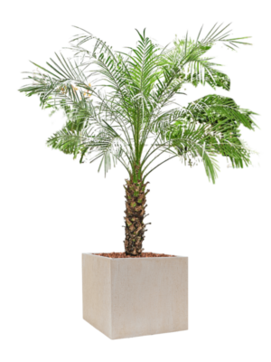 Phoenix roebelenii en Baq Raindrop