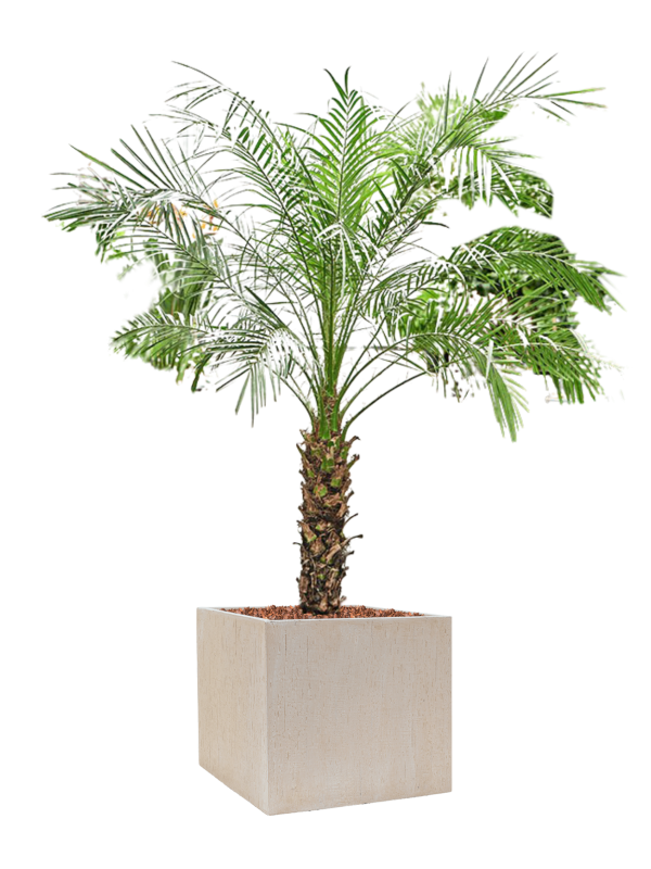 Phoenix roebelenii en Baq Raindrop