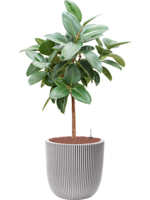 Ficus elastica 'Robusta' en Capi Nature Groove NL