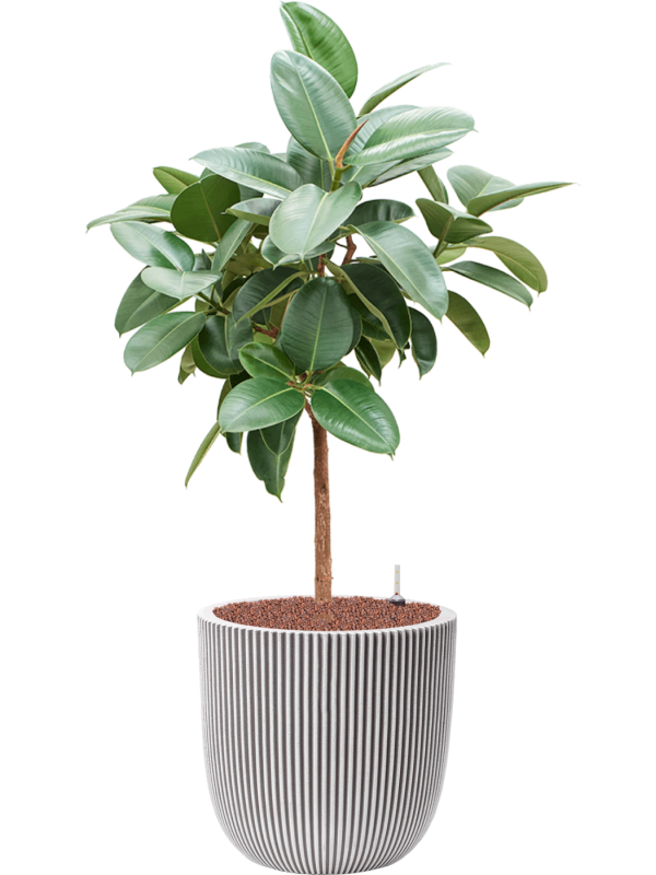 Ficus elastica 'Robusta' en Capi Nature Groove NL