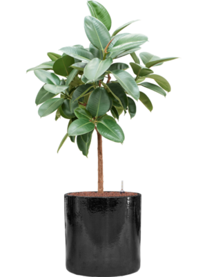 Ficus elastica 'Robusta' en Cylinder