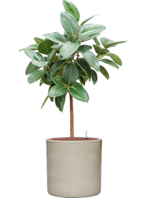 Ficus elastica 'Robusta' en Cylinder